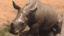 playing in the mud orphaned by poachers a baby rhino makes a new friend world rhino day mud bath getting dirty