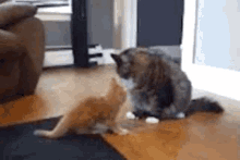 migi tizi cats fighting play