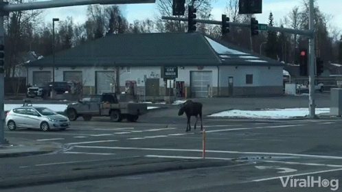 moose-loose-moose.gif