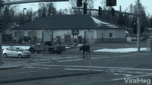 Moose Loose Moose GIF - Moose Loose Moose Moose On The Street GIFs