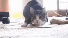 Shaq And Cat GIF - Excited Dance Cat GIFs