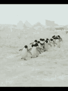 Walking Penguins GIF - Walking Penguins Waddle GIFs