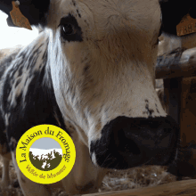 vosgienne maison du fromage gunsbach vall%C3%A9e de munster vache