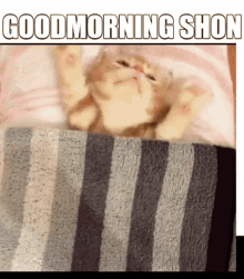 Good Morning Shon Sean GIF - Good Morning Shon Shon Sean GIFs