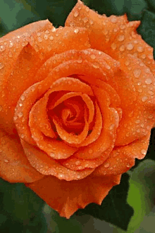 red rose557 557fl orange rose5