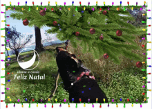 natal 2019 abana a cauda almada costadecaparica