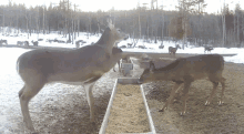 Deer Bonk Fawn GIF - Deer Bonk Deer Bonk GIFs
