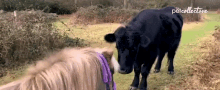 head bull