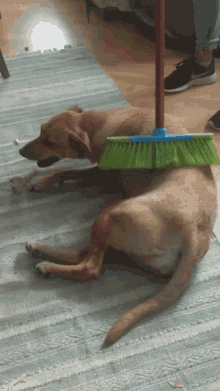Marla Cleaning GIF - Marla Cleaning Dirty Dog GIFs