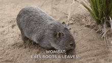 Wombat Run GIF - Wombat Run Play GIFs