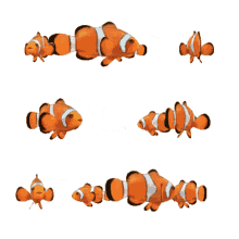 clownfish sticker marine fish tropical fish clownfish aquarium