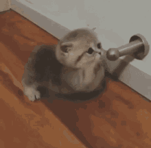 котёнок съем тебя GIF - Kitten Eating Doorstop GIFs