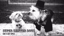 Shesgotspies Super Sniffer Dogs GIF - Shesgotspies Super Sniffer Dogs Dogs GIFs