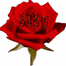 rose sorry