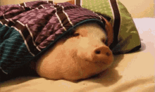 Chewing Pig GIF - Chewing Pig Blanket GIFs