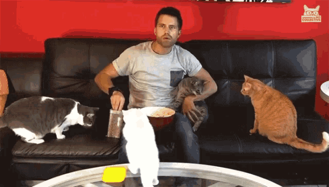 Eating Popcorn Feeding Cats GIF - Eating Popcorn Feeding Cats Intensely  Watching - Discover &amp; Share GIFs