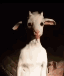 Sus Goat GIF - Sus Goat GIFs