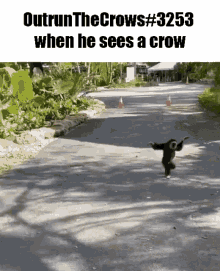 out run the crows when