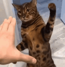 Ntuni Cat GIF - Ntuni Cat Slap GIFs