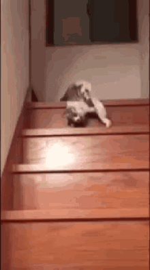 cat stairs fall funny animals