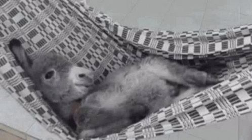 Donkey Good Night GIF - Donkey Good Night Rest Well - Discover & Share GIFs