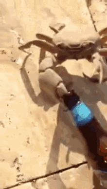 Crabby Beer GIF - Crab Drunk Beer GIFs