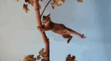 Cat Wind GIF - Cat Wind Blow GIFs