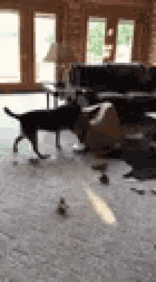 tough box dog beretta delivery tough box dog beretta delivery