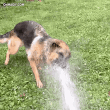 Thirsty Dogs GIF - Thirsty Dogs Drink GIFs
