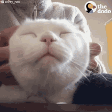 Cat Ear Massage GIF - Cat Ear Massage Massages GIFs