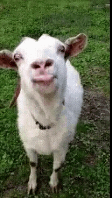 goats lol no tongue lick