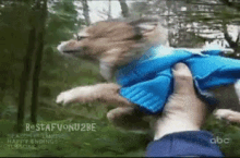 dog funny flying animals tgif