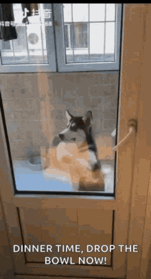 Dog Dinner Time GIF - Dog Dinner Time Drop The Bowl Now GIFs