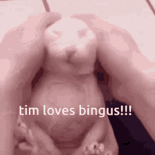 Bingus Tim GIF - Bingus Tim GIFs