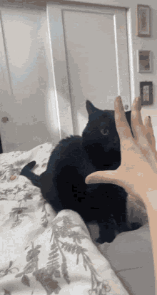Jinx Cat GIF - Jinx Cat Attack GIFs