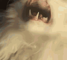 Meow Thurston Waffles GIF - Meow Thurston Waffles Cat GIFs
