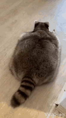 Scooch Raccoon GIF - Scooch Raccoon Chubby GIFs