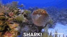 Shark Week Pufferfish GIF - Shark Week Pufferfish Puffer GIFs