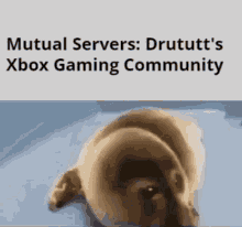 mutual servers drututt