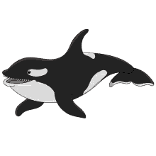 whale killer whale orca