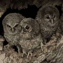 Stare Owl Stone GIF - Stare Owl Stone Robert E Fuller GIFs