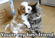 friends dog cat clingy youre my bestfriend friends dog cat clingy youre my bestfriend