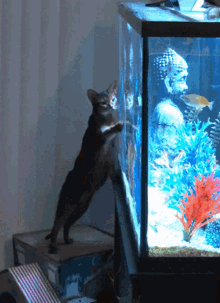 abyssinian fish tank adorable cat lol funny cat