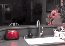 Scaredy Cat GIF - Toaster Scared Cat GIFs