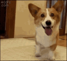 Dog Corgi GIF - Dog Corgi Excited GIFs