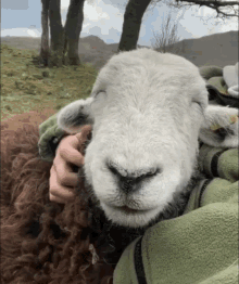 Sheep Happy GIF - Sheep Happy Chew GIFs