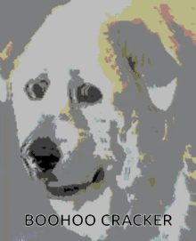 boohoo cracker sad ok