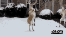 Merry Christmas Yule Tides GIF - Merry Christmas Yule Tides Natures People GIFs