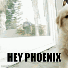 hey phoenix hey phoenix luximon hvbuddy hey phoenix hey phoenix luximon hvbuddy