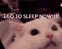 Cat Scream Go To Sleep GIF - Cat Scream Go To Sleep I Go To Sleep Now GIFs
